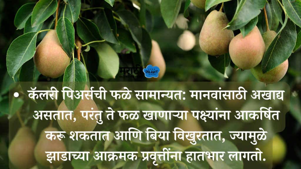 Callery Pear (Pyrus calleryana) used in marathi