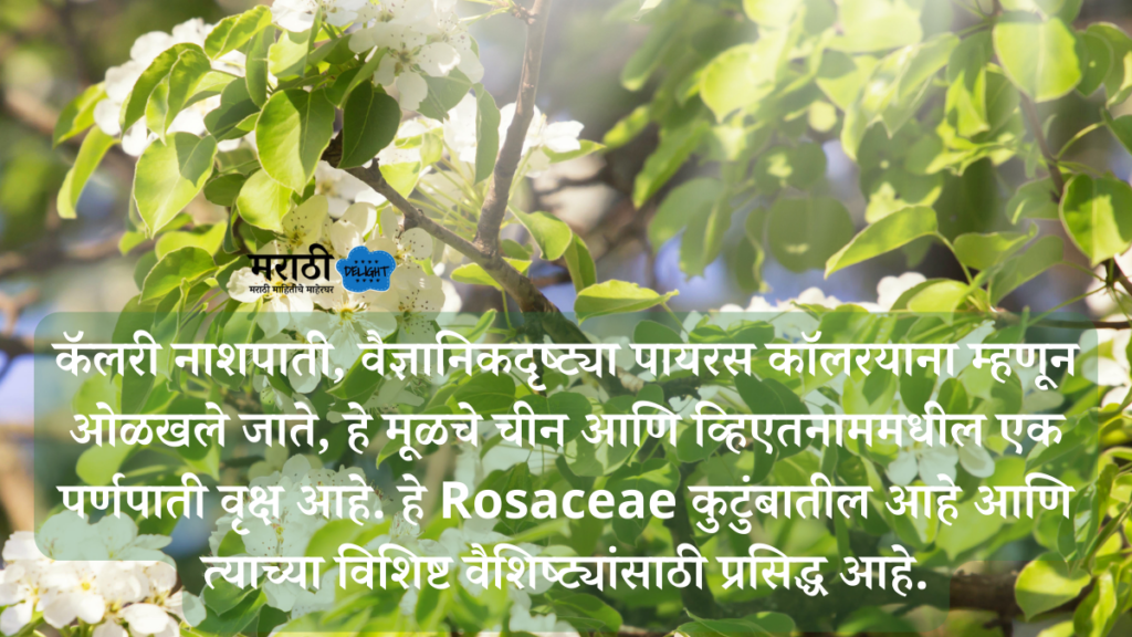 Callery Pear Tree information in marathi 1