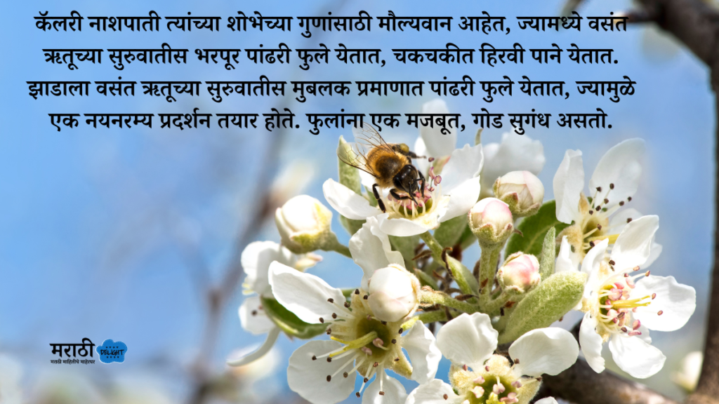  facts about the Callery Pear (Pyrus calleryana) in marathi 