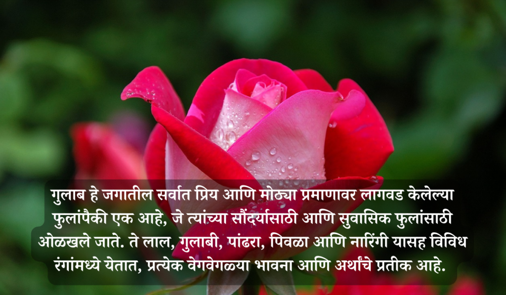 rose information in marathi