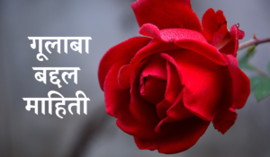 rose information in marathi